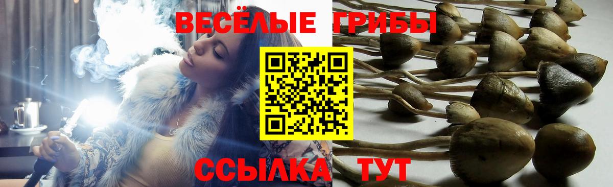 Псилоцибиновые грибы Cubensis Новокубанск